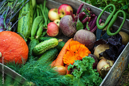 fresh organic vegeatables in the box photo