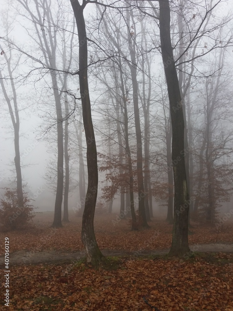 there is something huntingly beautiful in the cold autumn days when the fog covers leafles trees