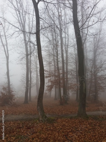 there is something huntingly beautiful in the cold autumn days when the fog covers leafles trees © Mira G