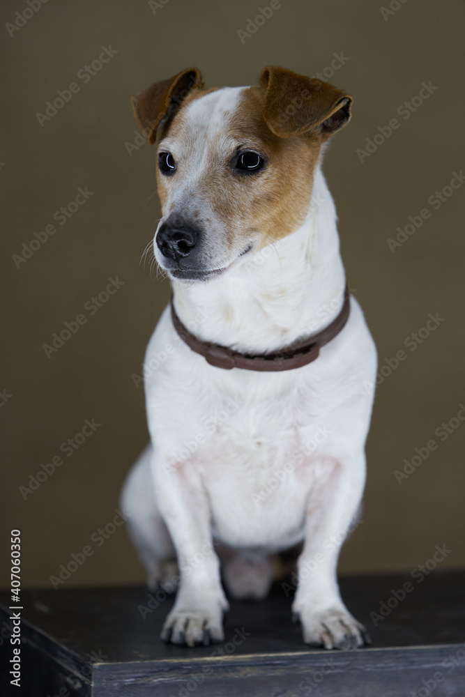 Jack Russell Terrier dog. Portrait of Jack Russell Terrier Jack Russell Terrier dog. Portrait of Jack Russell Terrier