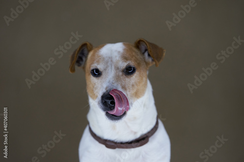 Jack Russell Terrier dog. Portrait of Jack Russell Terrier