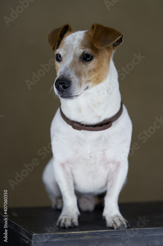Jack Russell Terrier dog. Portrait of Jack Russell Terrier © Gecko Studio