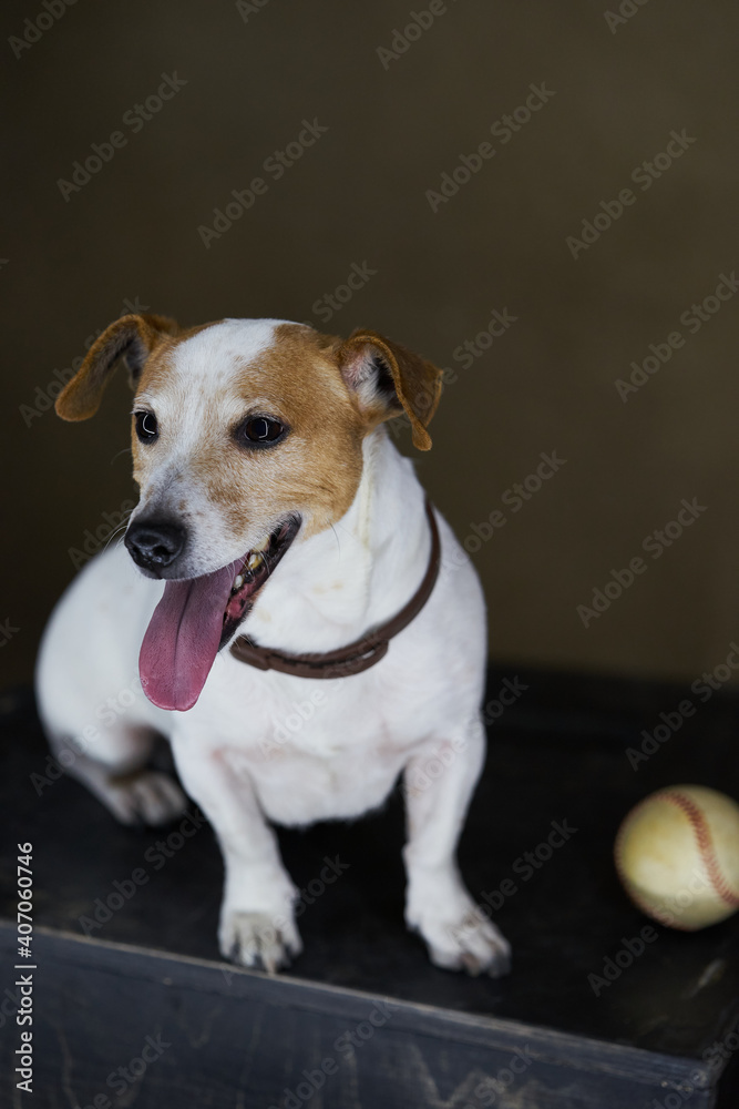 Jack Russell Terrier dog with baseball ball. Portrait of Jack Russell Terrier