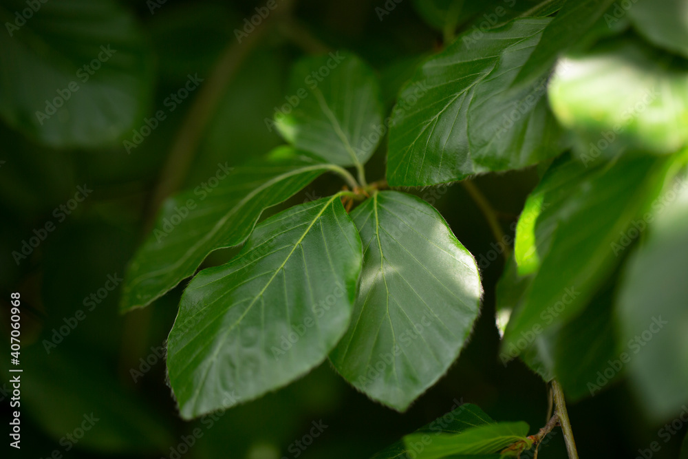 Juicy green leaves of a tree on a sunny summer day Juicy green leaves of a tree on a sunny summer day