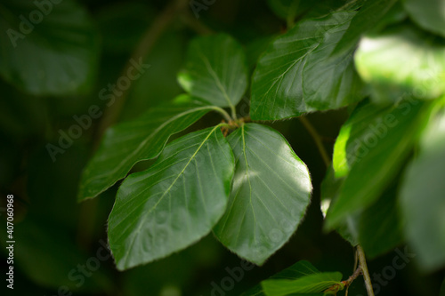 Juicy green leaves of a tree on a sunny summer day