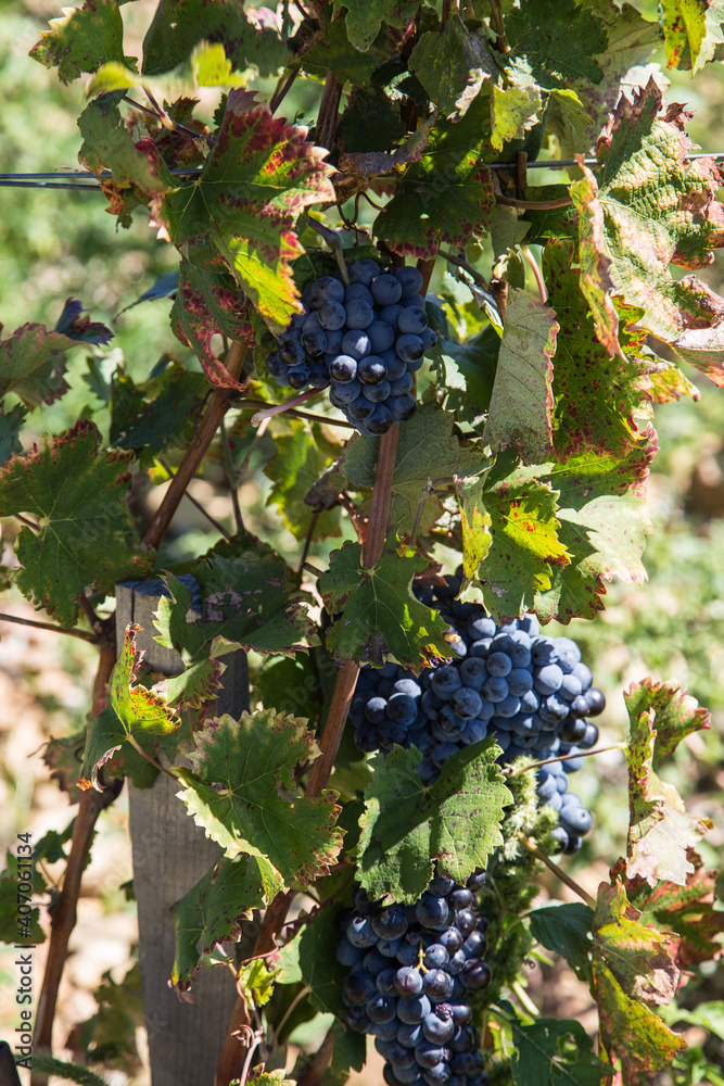 Vineyards in sunny France