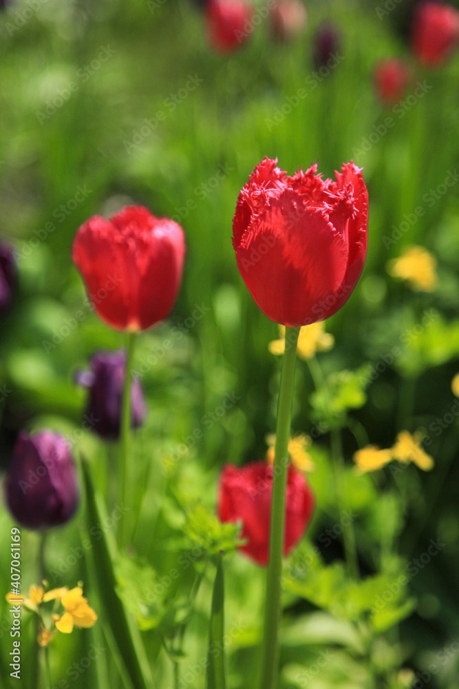 Beautiful red tulips in the flowerbed, close-up. Beautiful red tulips in the flowerbed, close-up.