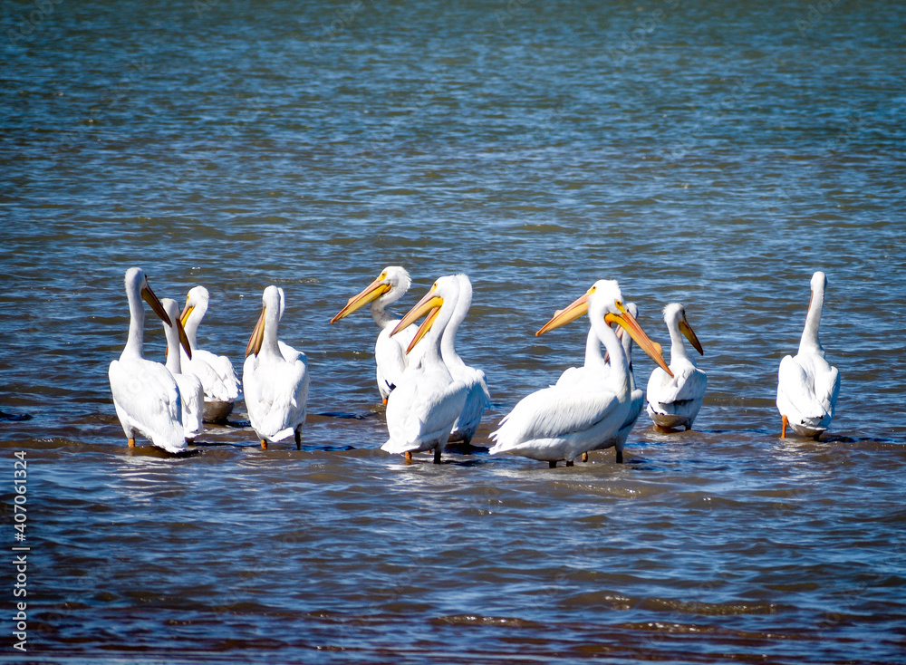 pelicans in the lagoon