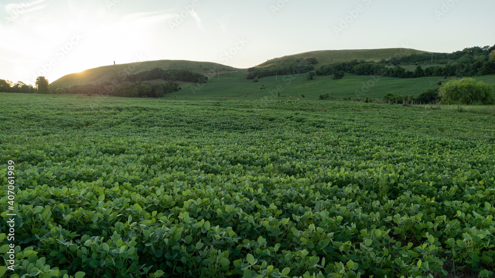 Green soybean crop, in development. At the bottom of the photo a beautiful hill and the sun setting.