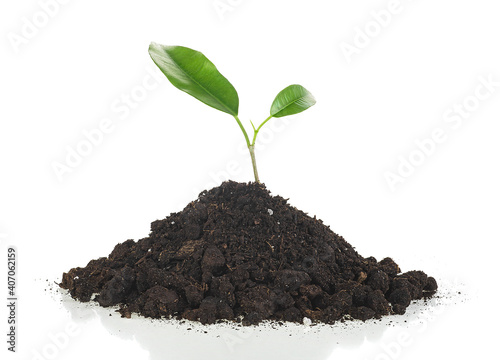 Green sprout growing out from soil isolated on a white background, front view. Small tree that grow on fertile soil.