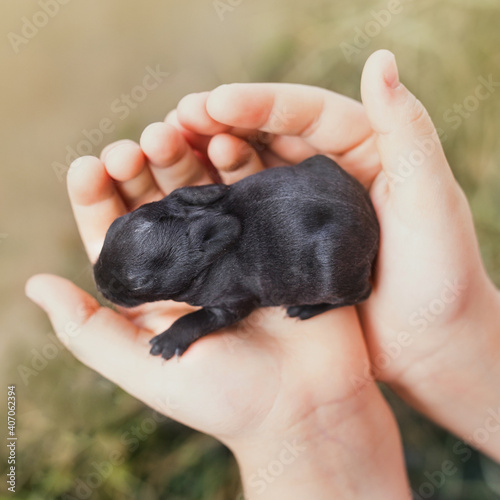 small gray and black newborn blind rabbits lie on the dry grass and on the children's palms