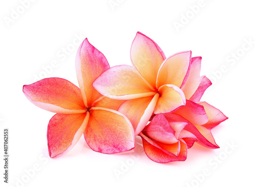 frangipani flower isolated on white background
