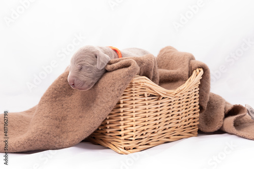 Weimaraner Welpe in einem Weidenkorb