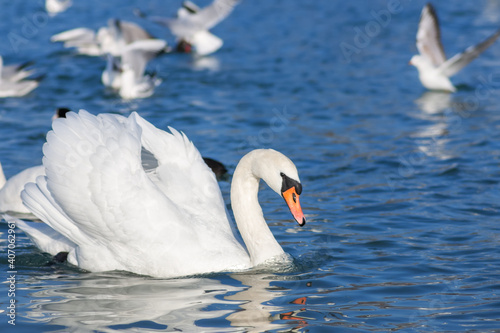 Snow-white Mute Swan  Cygnus olor  swims in the sea. Swans are very graceful and beautiful monogamous birds.