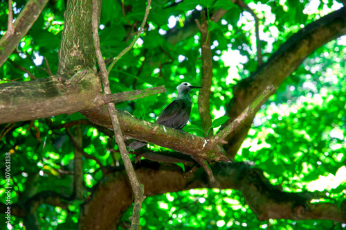 Black Noddy (Anous minutus) resting on a branch tree in Aride Island nature reserve. Seychelles photo