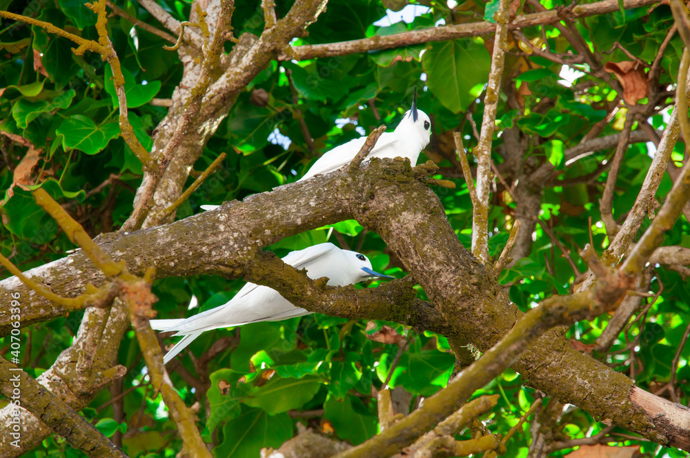 White Tern tropical white birds (Gygis alba) resting over a tree branch. White Tern tropical white birds (Gygis alba) resting over a tree branch.
