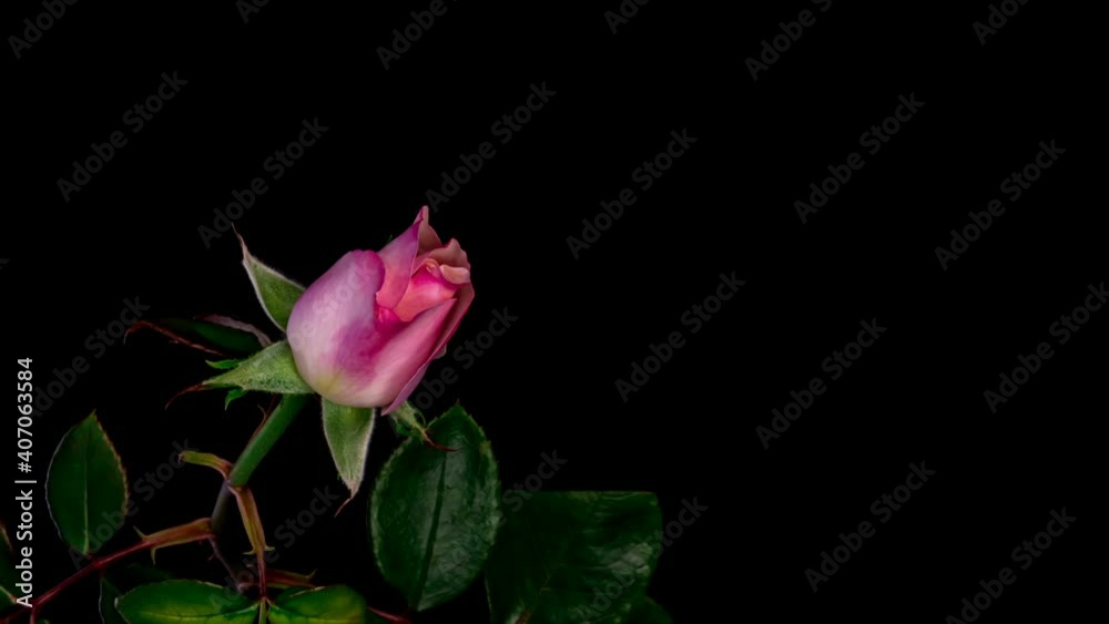 Beautiful opening pink rose on black background. Petals of Blooming pink rose flower open, time lapse, close-up. Holiday, love, birthday design backdrop. Bud closeup. Macro. 4K UHD video timelapse Beautiful opening pink rose on black background. Petals of Blooming pink rose flower open, time lapse, close-up. Holiday, love, birthday design backdrop. Bud closeup. Macro. 4K UHD video timelapse