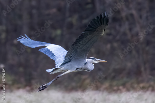 Grey heron flies just over the meadows at the edge of the forest © were