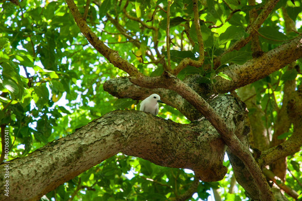 White Tern tropical white birds (Gygis alba) resting over a tree branch. White Tern tropical white birds (Gygis alba) resting over a tree branch.
