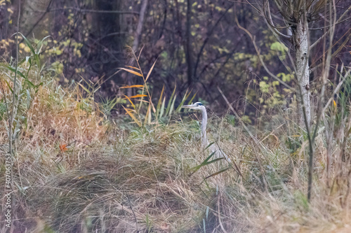Grey heron sits in grass and lurks for prey