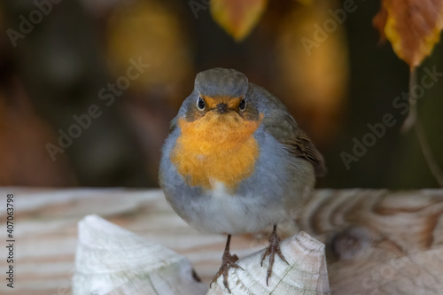 A robin sits on a wooden fence