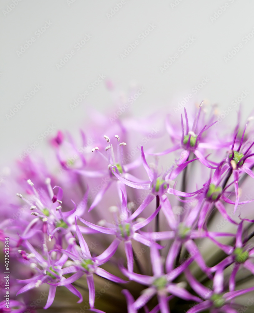 flower bloom allium violet abstract macro flower bloom allium violet abstract macro