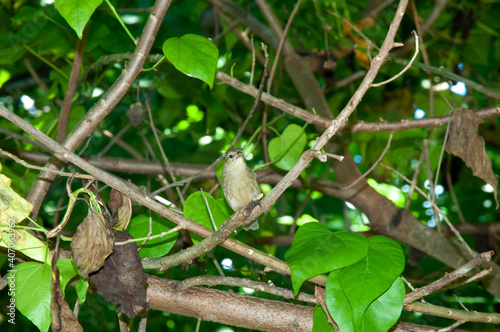 Seychelles Warbler (Acrocephalus sechellensis) resting on a branch tree in Aride Island nature reserve. Seychelles