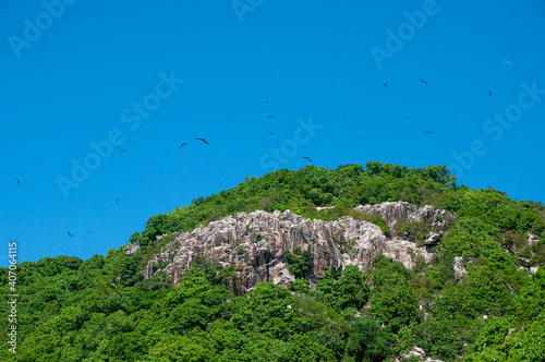 A colony of Great Fregatebirds  (Fregata minor) Flying in the blue clear sky above Aride Island, Seychelles photo