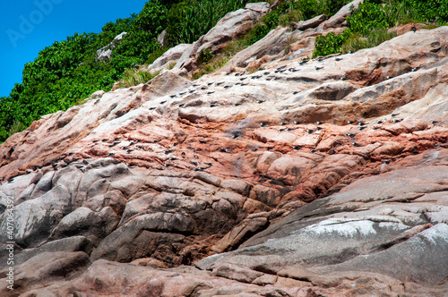 A colony of Great Fregatebirds  (Fregata minor) nesting on the cliff of granite rock in Aride Island, Seychelles photo