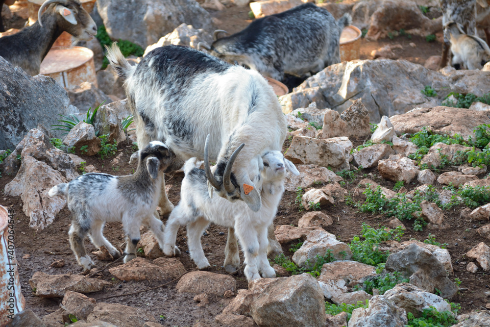 Cabras de raza con sus crias recien nacidas
