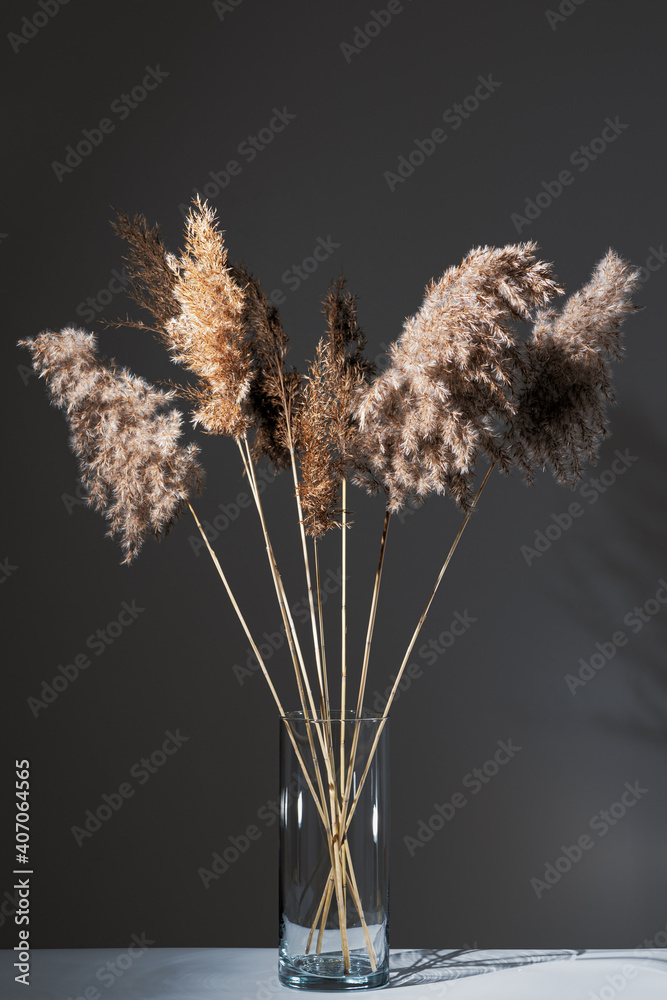 Beige dry reeds in glass transparent vase on white table against gray wall. Modern interior design concept. Minimal style.