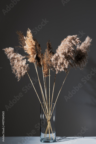 Obraz na płótnie Beige dry reeds in glass transparent vase on white table against gray wall. Modern interior design concept. Minimal style. w salonie