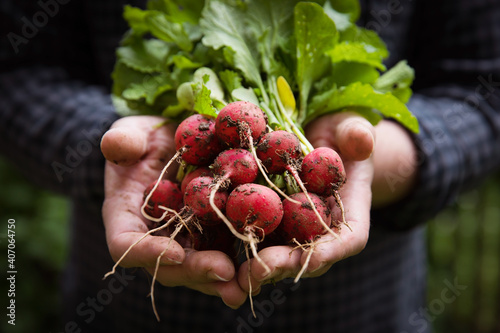 Hands of farmer with freshly harvested radish. Spring garden.
