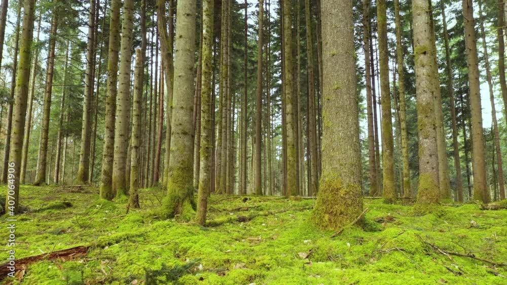 Mossy woodland ground with conifer trees. Flying along forest floors. Mossy woodland ground with conifer trees. Flying along forest floors.