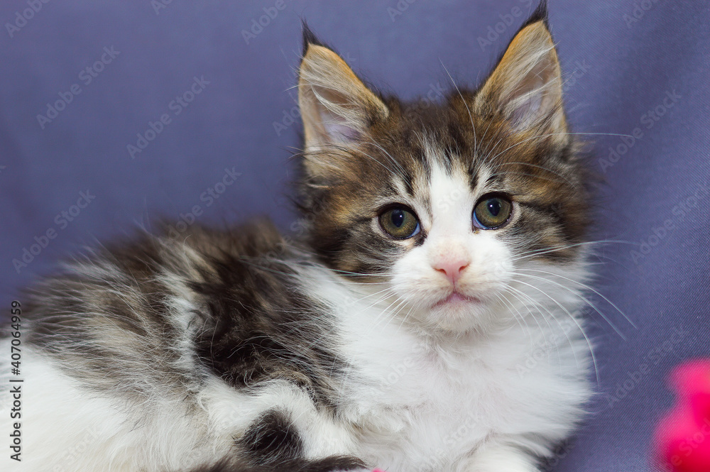 cute little maine coon kitten sitting cute little maine coon kitten sitting