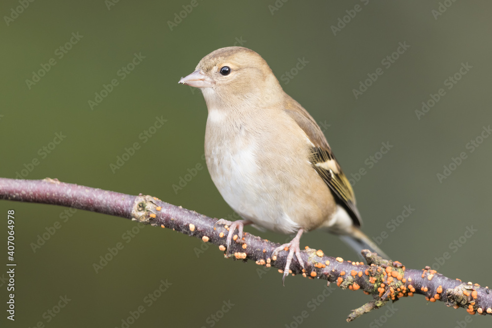 Fototapeta premium Juvenile Chaffinch