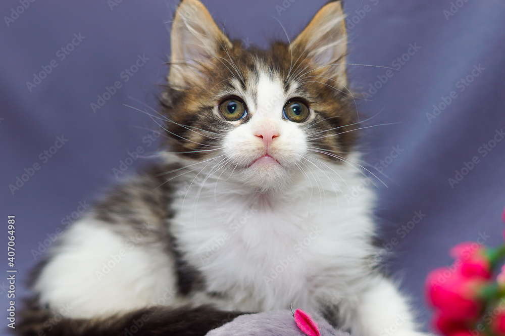 cute little maine coon kitten sitting