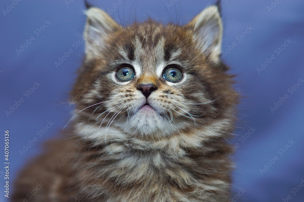 cute little maine coon kitten sitting