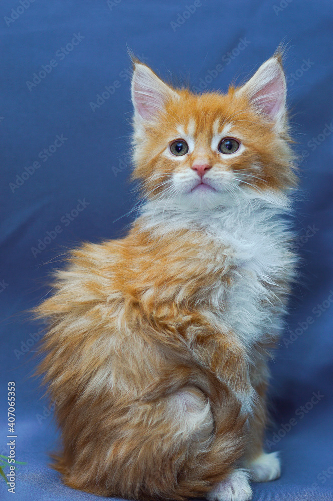 cute little maine coon kitten sitting cute little maine coon kitten sitting