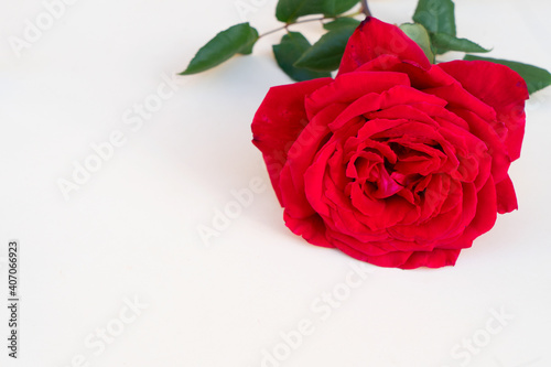 Fototapeta Naklejka Na Ścianę i Meble -  dark red roses on table
