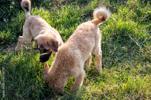 Sivas kangal dogs puppies in the garden. Stock photo. photo