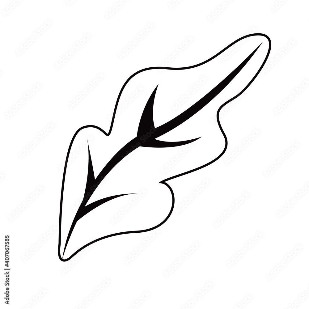 Obraz premium fresh lettuce vegetable drawn icon