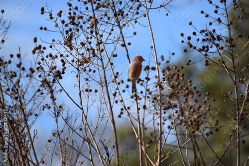 Cardinal on crape myrtle