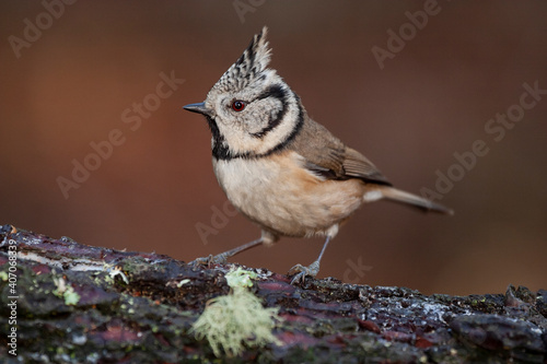 Crested tit, (lophophanes cristatus), sitting on a wooden stump in the forest on a uniform dark background