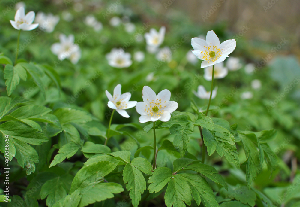 In the wild bloom early spring perennial plant Anemone nemorosa In the wild bloom early spring perennial plant Anemone nemorosa