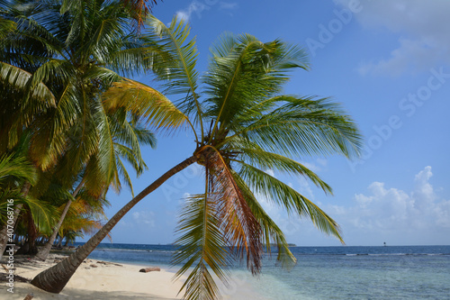 palm tree on the beach of San Blas islands  Panama