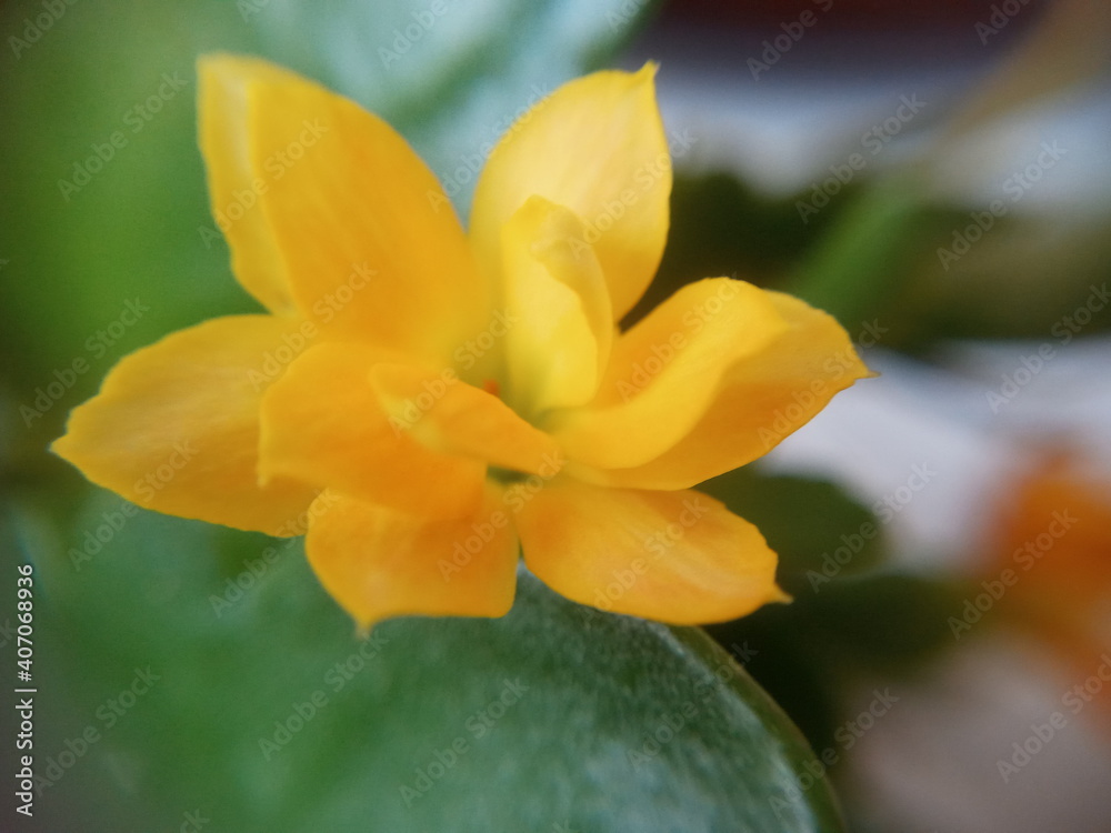 Flores Flores