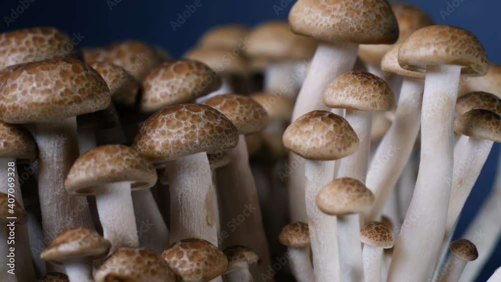 Brown Shimeji mushroom, close up Brown Shimeji mushroom, close up