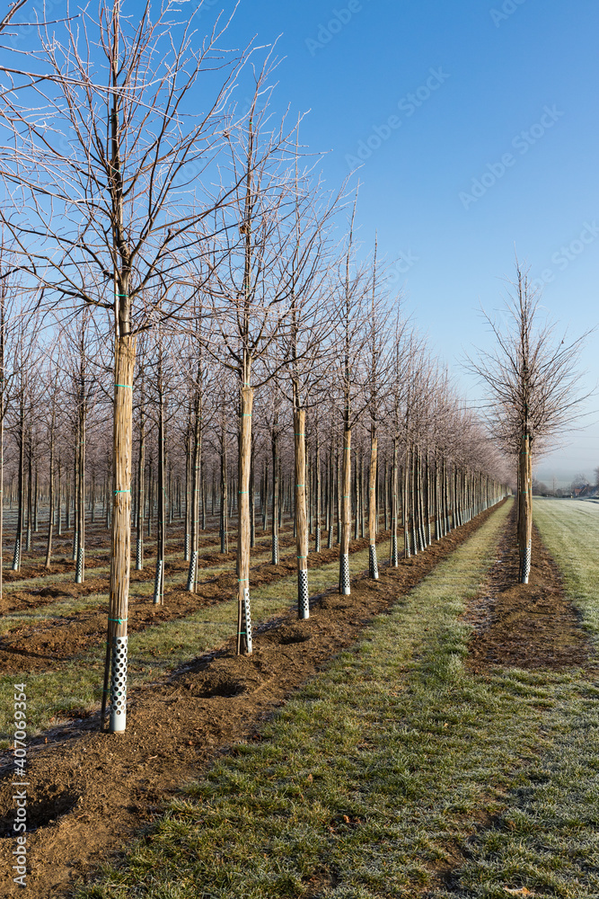 Fototapeta premium Baumschulfeld im Winter