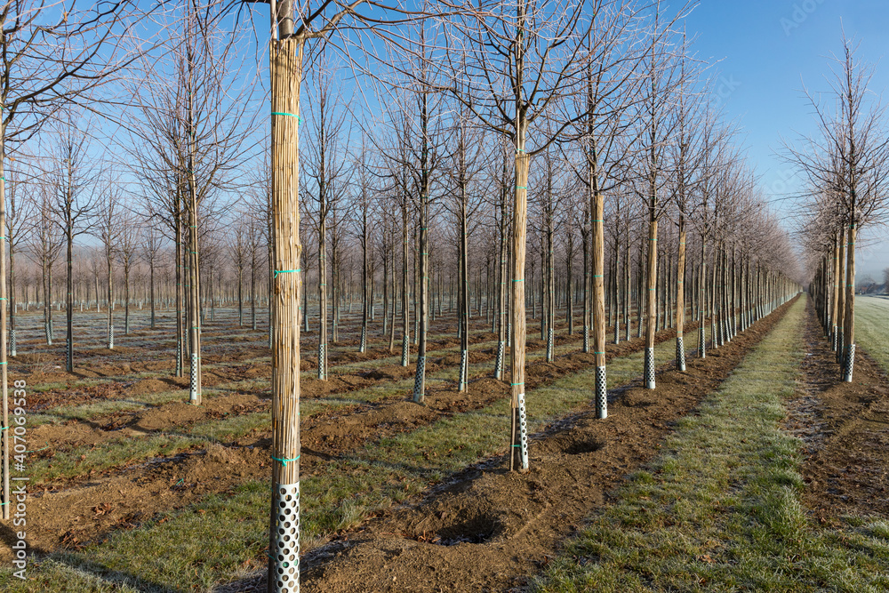 Fototapeta premium Baumschulfeld im Winter